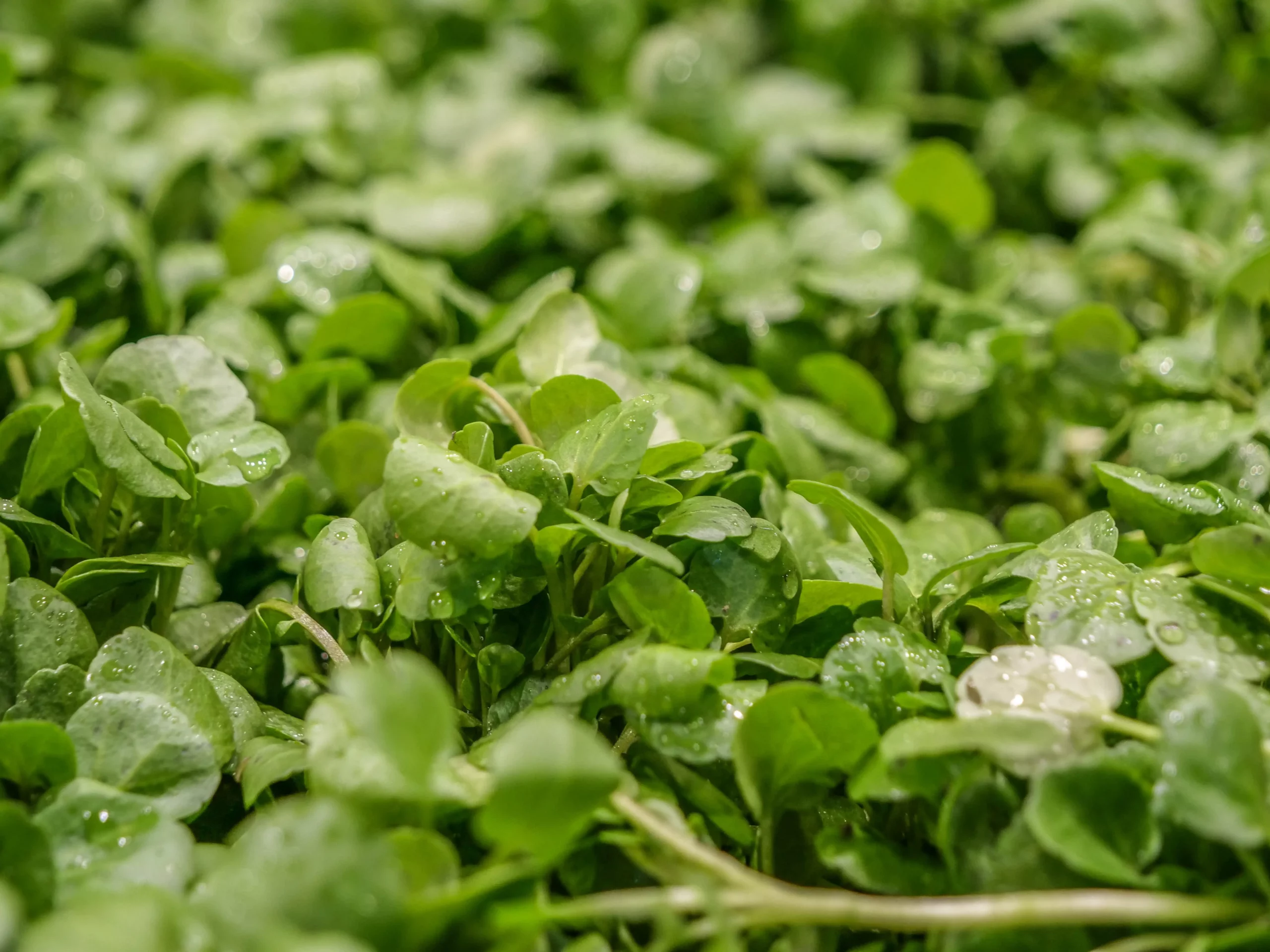 What is Watercress: A Look at the Nutritious and Flavorful Leafy Green